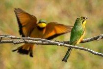 Little bee-eater (Merops pusillus) perched on tree branch with another landing; Tanzania — Stock Photo