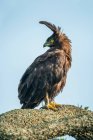 Retrato de águia-de-crista-longa (Lophaetus occipitalis) de pé sobre um galho de árvore virando a cabeça para a esquerda; Tanzânia — Fotografia de Stock