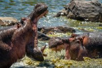 Männliches Nilpferd (Hippopotamus amphibius) im Wasser mit weit geöffnetem Maul, das ein anderes Nilpferd einschüchtert; Tansania — Stockfoto