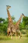Männliche Masai-Giraffen (Giraffa camelopardalis tippelskirchii) paaren sich an einem sonnigen Tag in der Savanne; Tansania — Stockfoto