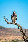 Retrato de águia marcial (Polemaetus bellicosus) em pé na árvore morta olhando para a câmera; Tanzânia — Fotografia de Stock