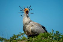 Ritratto ravvicinato del segretario uccello (Sagittarius serpentarius) appollaiato sulla cima dell'albero con la bocca aperta contro il cielo blu; Tanzania — Foto stock