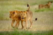 Две львицы (Panthera leo) идут по саванне бок о бок с другой львицей на заднем плане; Танзания — стоковое фото
