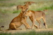 Дві левиці (Panthera leo) обгризають одна одну травою; Танзанія — стокове фото