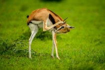 Junge Thomsonsche Gazelle (Eudorcas thomsonii) steht auf dem Gras und kratzt sich mit dem Hinterbein am Kopf; Kenia — Stockfoto