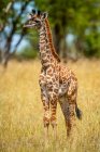 Портрет молодого масаї жирафа (Giraffa camelopardalis tippelskirchii) стоїть у довгому траві в сонячний день; Танзанія — стокове фото