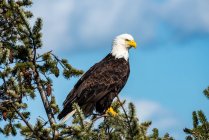 Bald Eagle (Haliaeetus leucocephalus) in an evergreen tree; Marrowstone Island, Washington, United States of America — Stock Photo