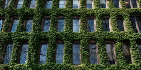 Reben wachsen an der Seite eines Gebäudes am Fenster; Seattle, Washington, Vereinigte Staaten von Amerika — Stockfoto