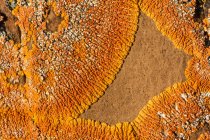 Lichen On Rocks, Red Rock Coulee; Alberta, Canada — Foto stock