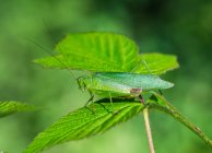 Un insecto verde camuflado sobre una hoja verde; Field, Ontario, Canadá - foto de stock