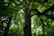 Árboles de castaño de Indias en Horsington Village; Somerset, Inglaterra - foto de stock