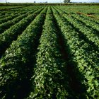 Landwirtschaft - Gurkenreihen im Hochsommer / Lodi, Kalifornien, USA. — Stockfoto