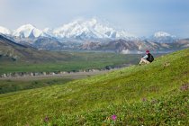 Uomo anziano Escursioni sulla Tundra In Thorofare Pass Con Mt. McKinley Sullo sfondo, Interno Alaska, Estate — Foto stock