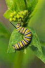 Monarch Butterfly Caterpillar (Danaus Plexippus) On Leaf, Shirley Richardson Butterfly Garden; Winnipeg, Manitoba, Canada — стоковое фото
