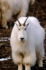Mountain Goat On Mountain Side Fall Alaska — Stock Photo