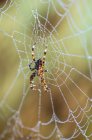 An Orb-Weaver Spider Resting On Her Web; Астория, Орегон, США — стоковое фото