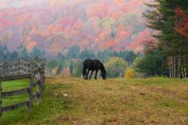 Pâturage de chevaux tôt le matin et brouillard à l'automne ; Iron Hill, Québec, Canada — Photo de stock