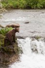 Медведь-гризли (Ursus Arctos), ловящий лосося на водопадах Брукс в национальном парке Катмай и Пресерв, юго-запад Аляски; Аляска, Соединенные Штаты Америки — стоковое фото