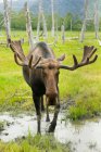 Elk Standing In A Puddle Of Water On The Edge Of A Forest — Stock Photo