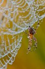 A Spider Trying To Dry Off; Astoria, Орегон, США — стоковое фото