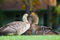 Hawaiian Geese (Nene); Maui, Hawaii, United States Of America — Stock Photo