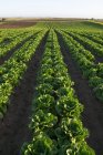Landwirtschaft - Feld mit reifem Romaine-Salat; die Blütenpracht am rechten Feldrand deutet auf ein Bio-Feld hin / in der Nähe von Salinas, Monterey County, Kalifornien, USA. — Stockfoto