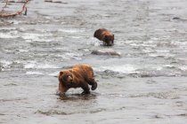 Grizzly Bears (Ursus Arctos) angeln Sockenaugen-Lachse bei Brooks Falls im Katmai National Park & Preserve, Südwest-Alaska; Alaska, Vereinigte Staaten von Amerika — Stockfoto
