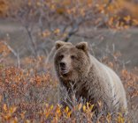 Urso marrom olhando para a câmera na vida selvagem — Fotografia de Stock