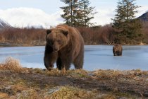 Двоє бурих ведмедів ідуть по замерзлому озері взимку — стокове фото