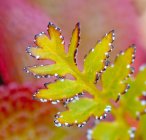 Close Up Of A Fall Colored Leaf Along Denali Highway; Alaska EUA — Fotografia de Stock