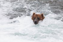 Grizzly Bear (Ursus Arctos) Pêche du saumon rouge aux chutes Brooks dans le parc national et réserve de parc national Katmai, sud-ouest de l'Alaska ; Alaska, États-Unis d'Amérique — Photo de stock