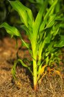 Landwirtschaft - Getreidepflanzen mit frühem Wachstum im Morgenlicht / Mississippi, USA. — Stockfoto