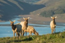 Tule Elks (Cervus Canadensis Ssp. Nannodes) In Point Reyes National Seashore; California, United States Of America — Stock Photo