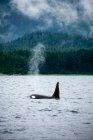 Orca Baleia Natação Sudeste Alasca — Fotografia de Stock