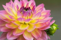Nahaufnahme einer rosa und gelben Dahlie; Astoria, Oregon, Vereinigte Staaten von Amerika — Stockfoto