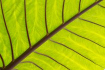 Close Up Of A Taro Leaf; Maui, Havaí, Estados Unidos da América — Fotografia de Stock