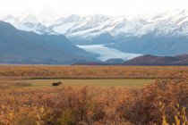 Moose Grazing In A Field In Front Of Maclaren Glacier Along The Denali Highway, Southcentral Alaska, Fall — Stock Photo