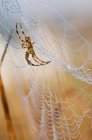 A European Garden Spider Waiting In Web; Astoria, Oregon, Estados Unidos da América — Fotografia de Stock