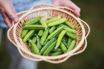 Woman Hands Holding A Basket Of Fresh Picked Peas From The Garden ; Richmond, Colombie-Britannique, Canada — Photo de stock