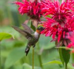 Un colibrí revoloteando por una brillante flor rosada; Ontario, Canadá - foto de stock