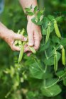Close Up Of A Woman Hands Picking Peas From The Garden; Richmond, British Columbia, Canadá — Fotografia de Stock