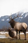 Two Elks (Cervus Canadensis) Standing In A Valley With Snow And The Mountains In The Background — Stock Photo
