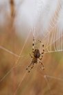 A European Garden Spider Waits In Her Web; Astoria, Орегон, США — стоковое фото