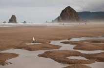 Low Tide Extending The Beach At Tolovana; Oregon, Estados Unidos da América — Fotografia de Stock
