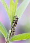 Monarca Butterfly Caterpillar (Danaus Plexippus) On Leaf, Shirley Richardson Butterfly Garden; Winnipeg, Manitoba, Canada — Foto stock