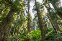 Old Growth Mountain Rainforest; British Columbia, Kanada — Stockfoto