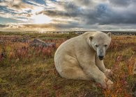 Eisbär (Ursus Maritimus) sitzt im Gras entlang der Küste der Hudson Bay; Manitoba, Kanada — Stockfoto