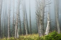 Nebbia che ammorbidisce la foresta al parco statale di Ecola; Cannon Beach, Oregon, Stati Uniti d'America — Foto stock