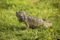 Iguana On The Grass; Grand Cayman — стокове фото