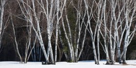 Árboles sin hojas en la nieve; Riverton, Manitoba, Canadá - foto de stock